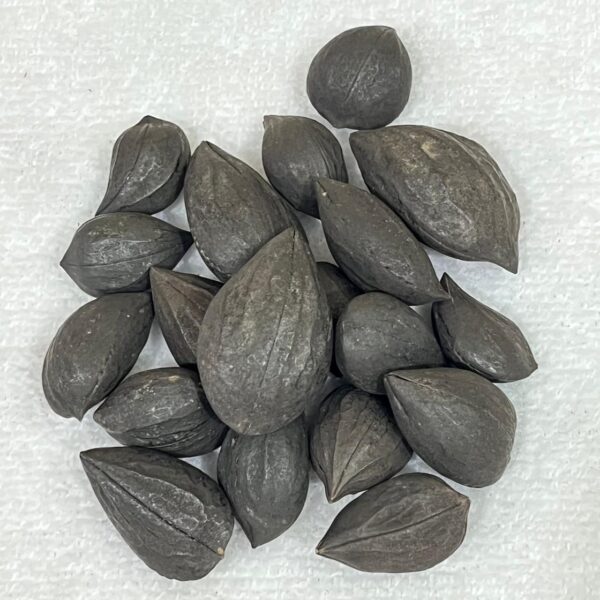 Fava Garra de Exu - Unidade