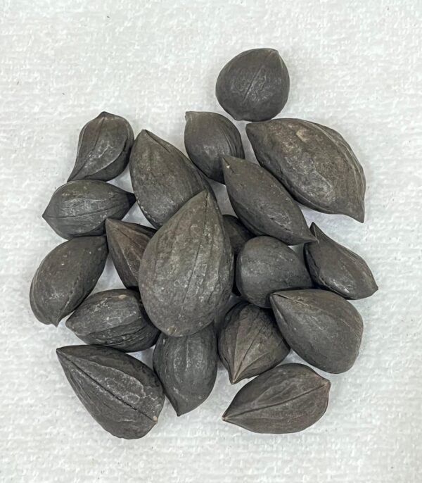 Fava Garra de Exu - Unidade