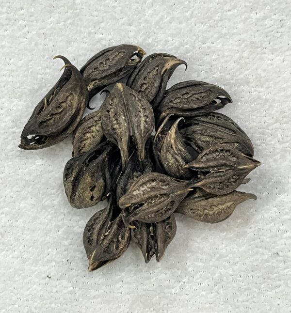 Fava Garra de Pomba Gira - Unidade