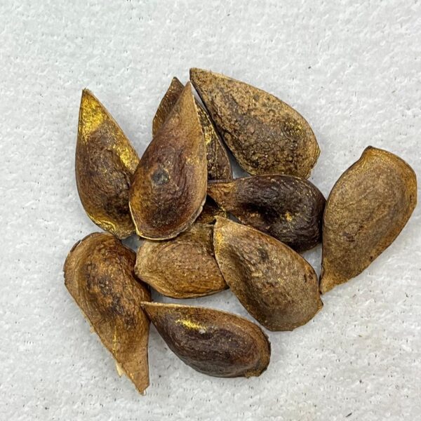 Fava da Fartura - Unidade