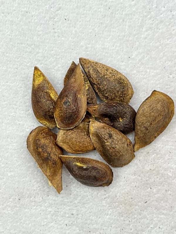 Fava da Fartura - Unidade