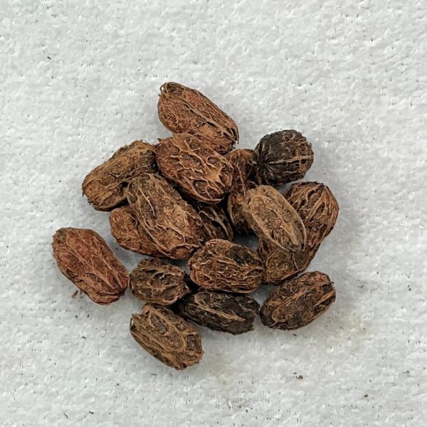 Fava de Exu - Unidade