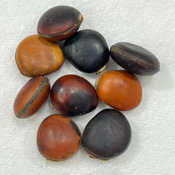 Fava de Olho de Boi - Unidade