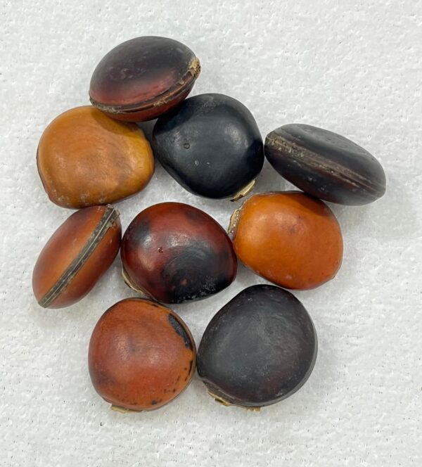 Fava de Olho de Boi - Unidade