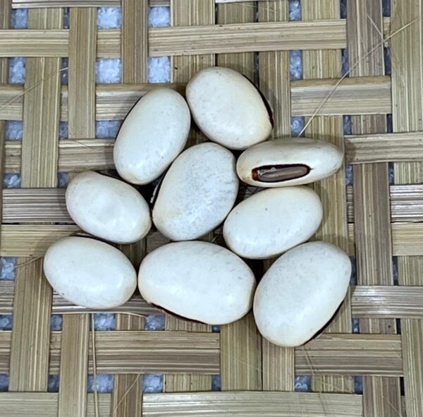Fava de Oxalá - Unidade