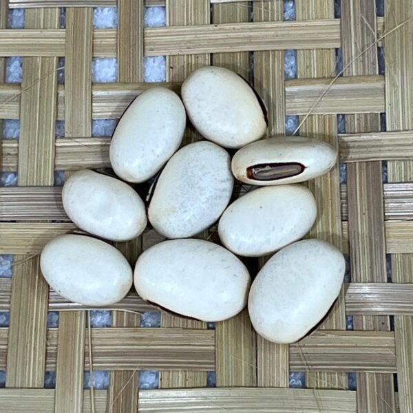 Fava de Oxalá - Unidade