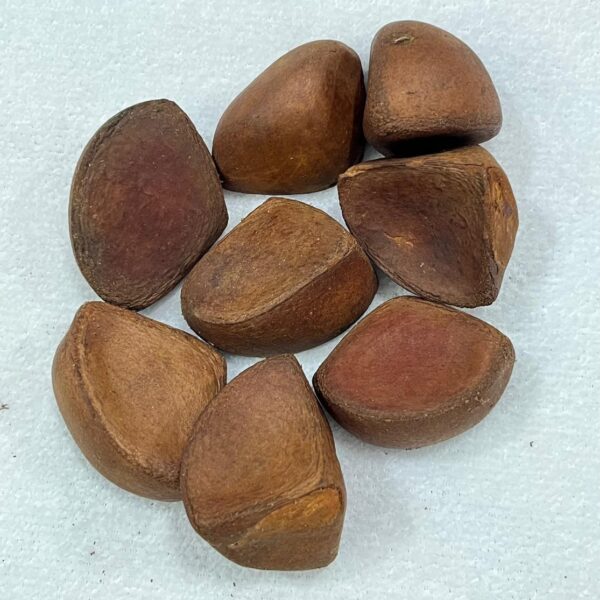 Fava de Oxum - Unidade