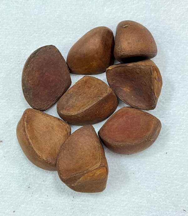 Fava de Oxum - Unidade