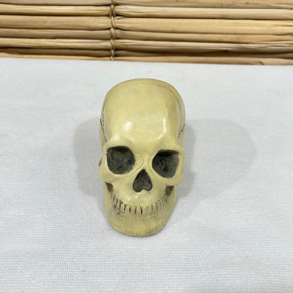 Caveira de Gesso - Cor Marfim - Imagem 2